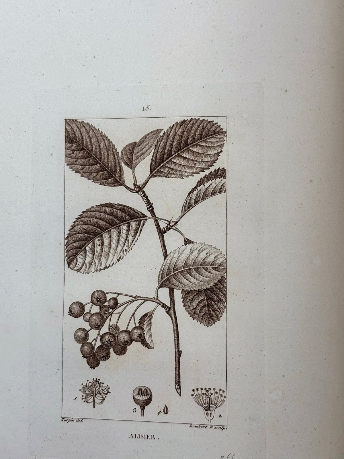 Flore médicale