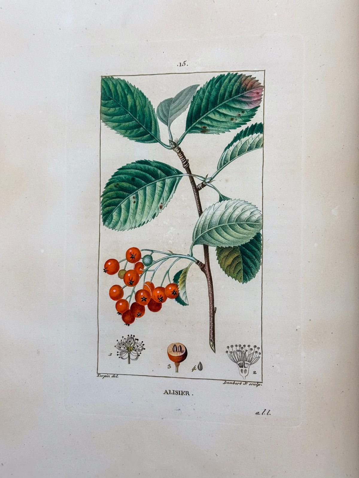 Flore médicale