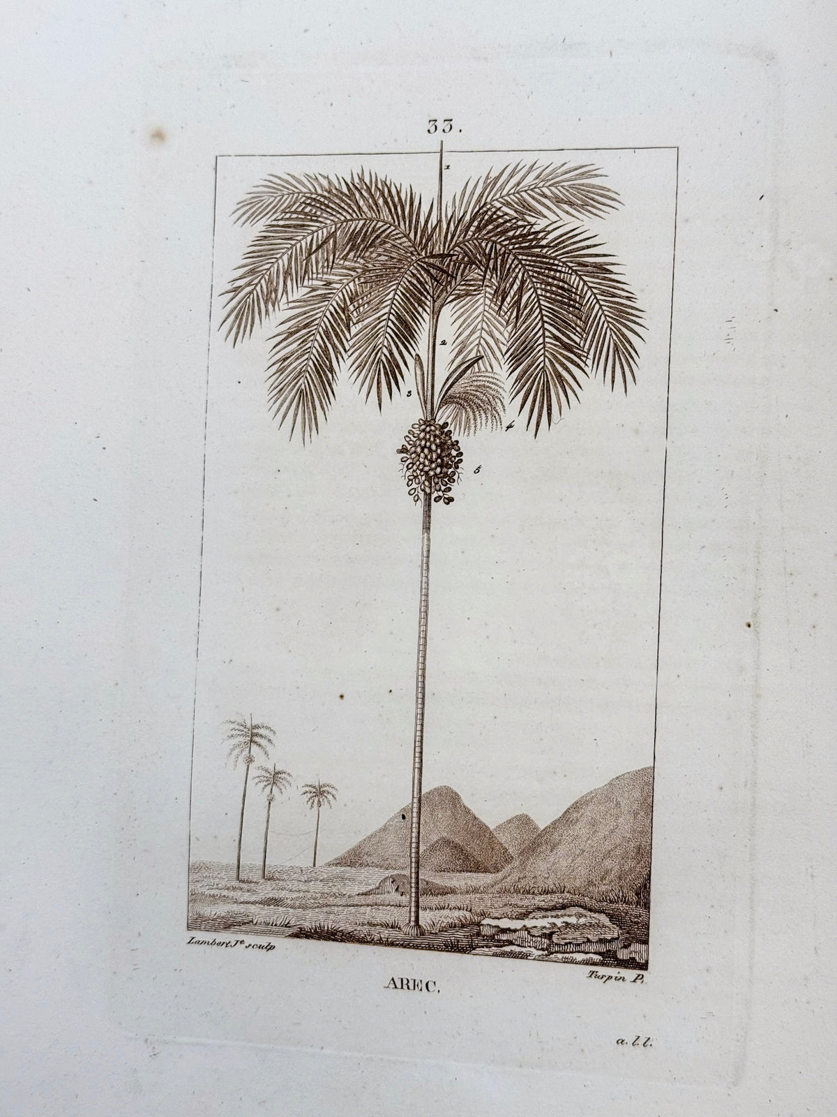 Flore médicale