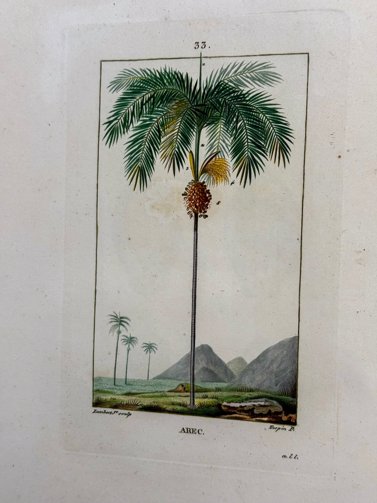 Flore médicale