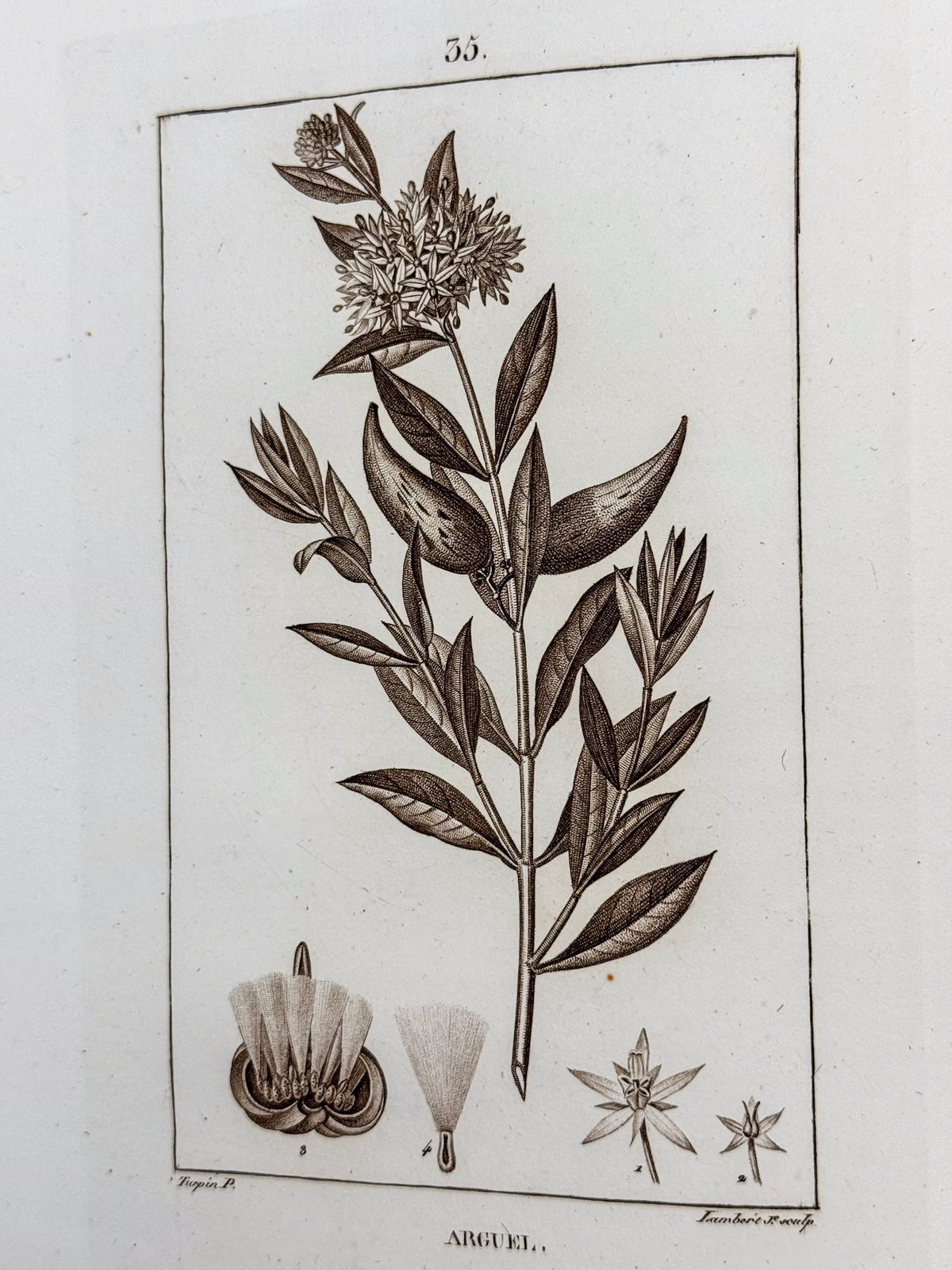 Flore médicale