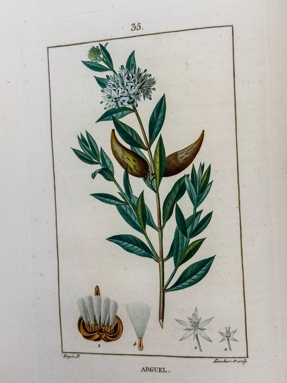 Flore médicale