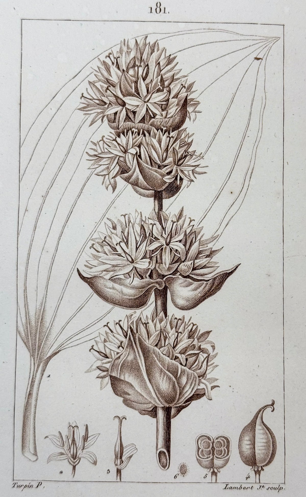 Flore médicale
