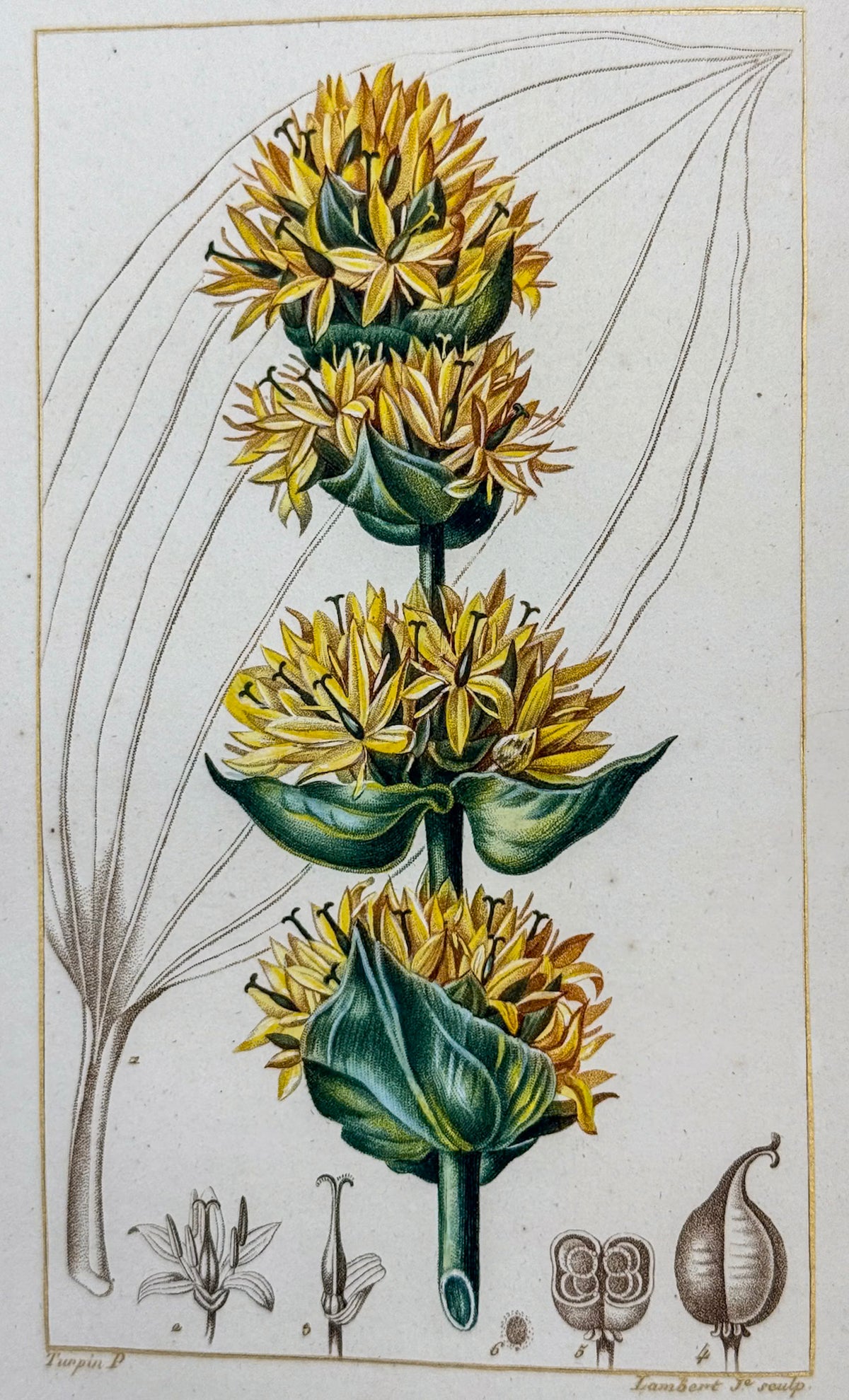 Flore médicale