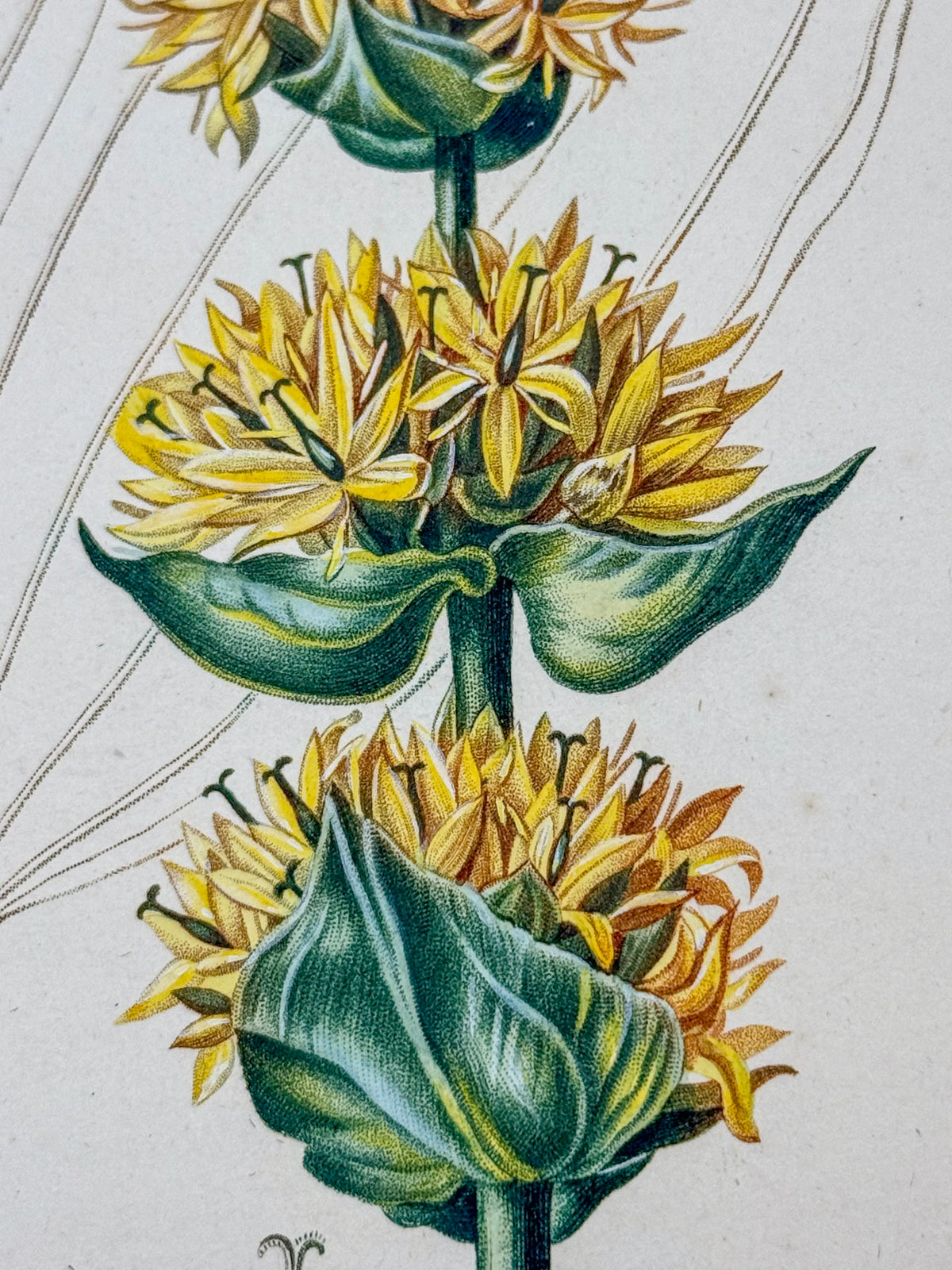 Flore médicale
