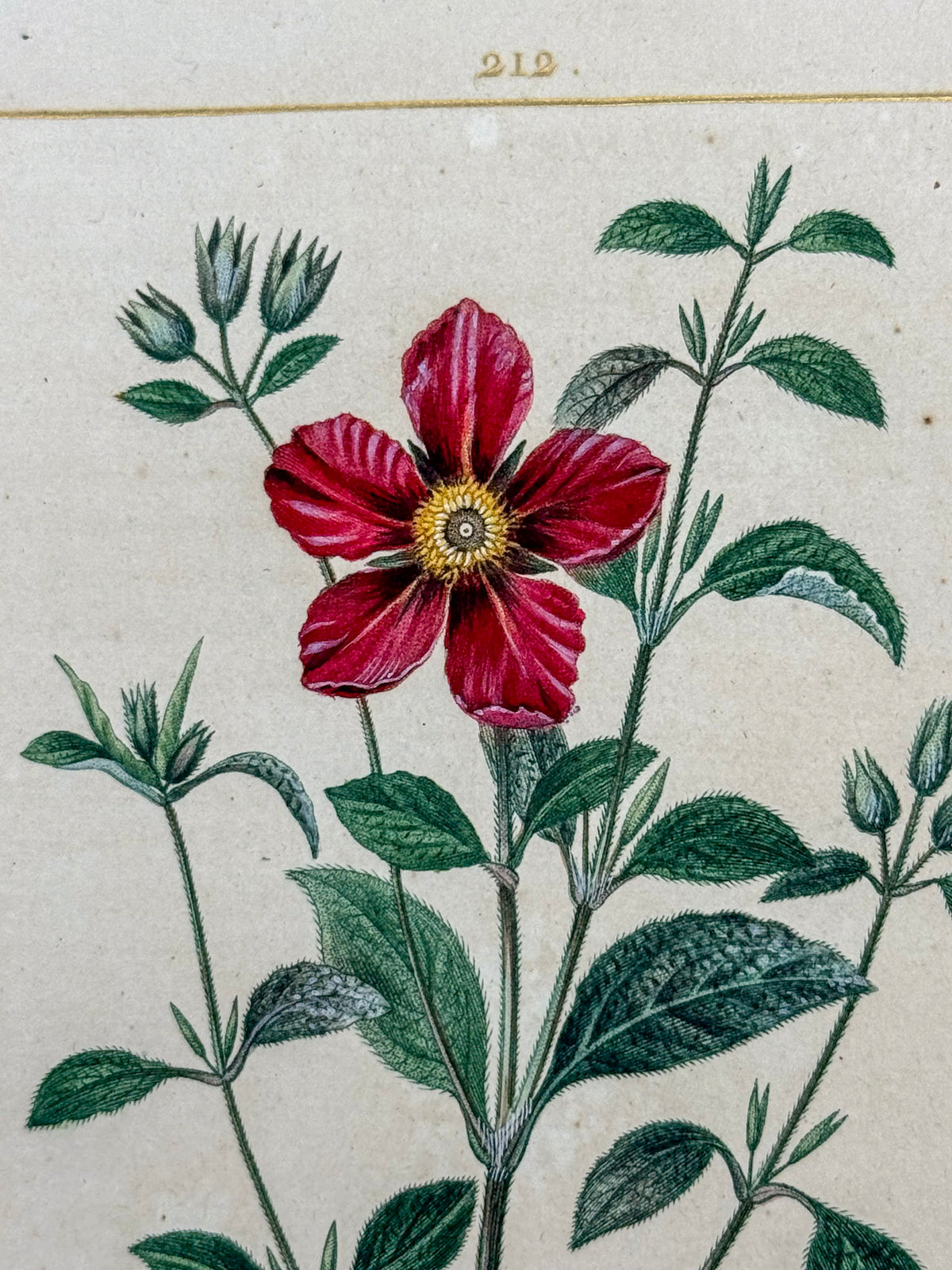Flore médicale