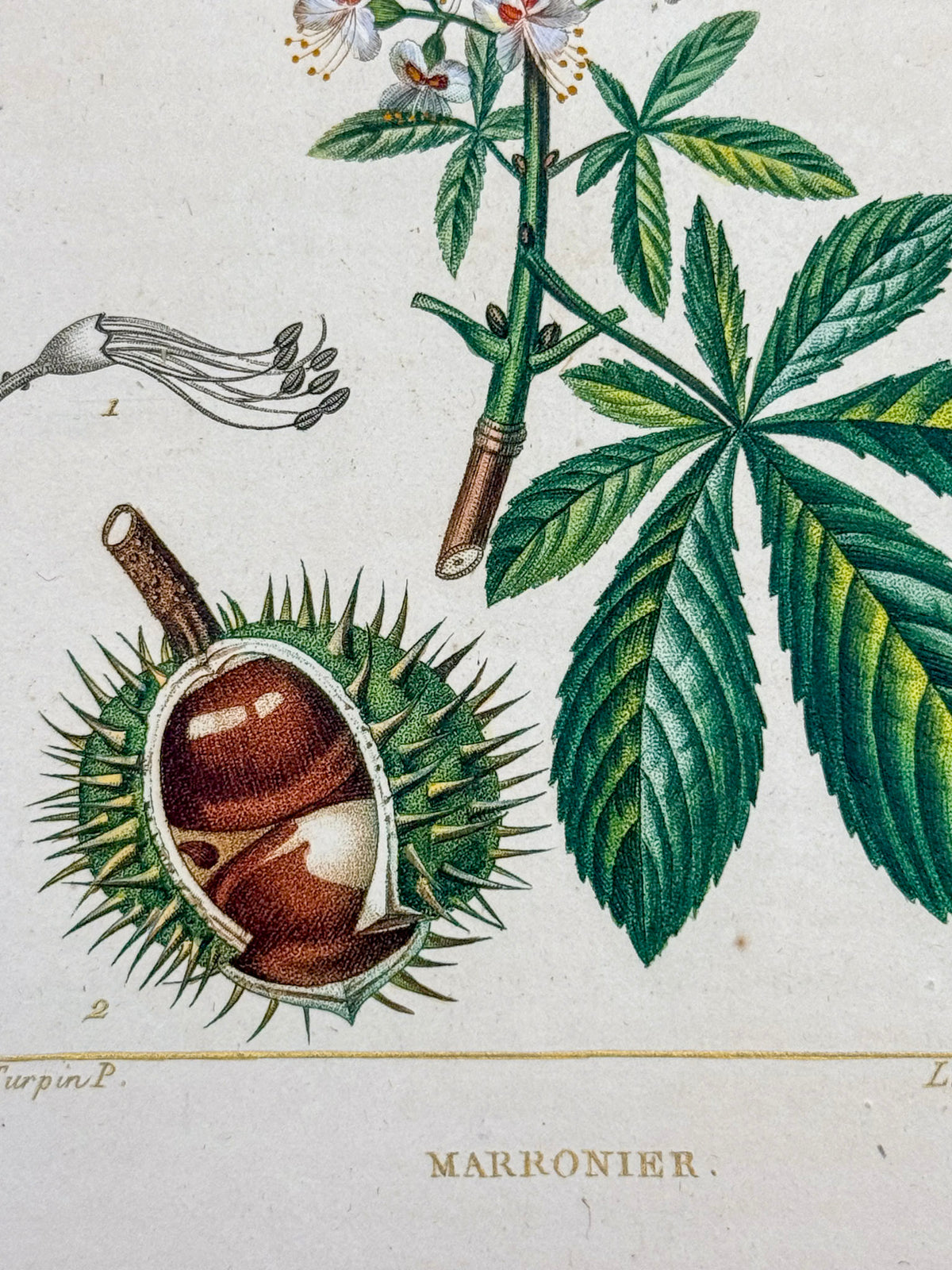 Flore médicale