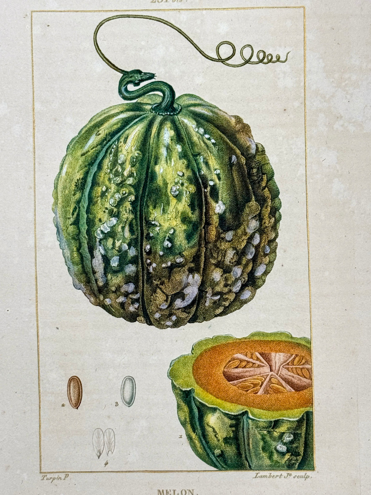 Flore médicale