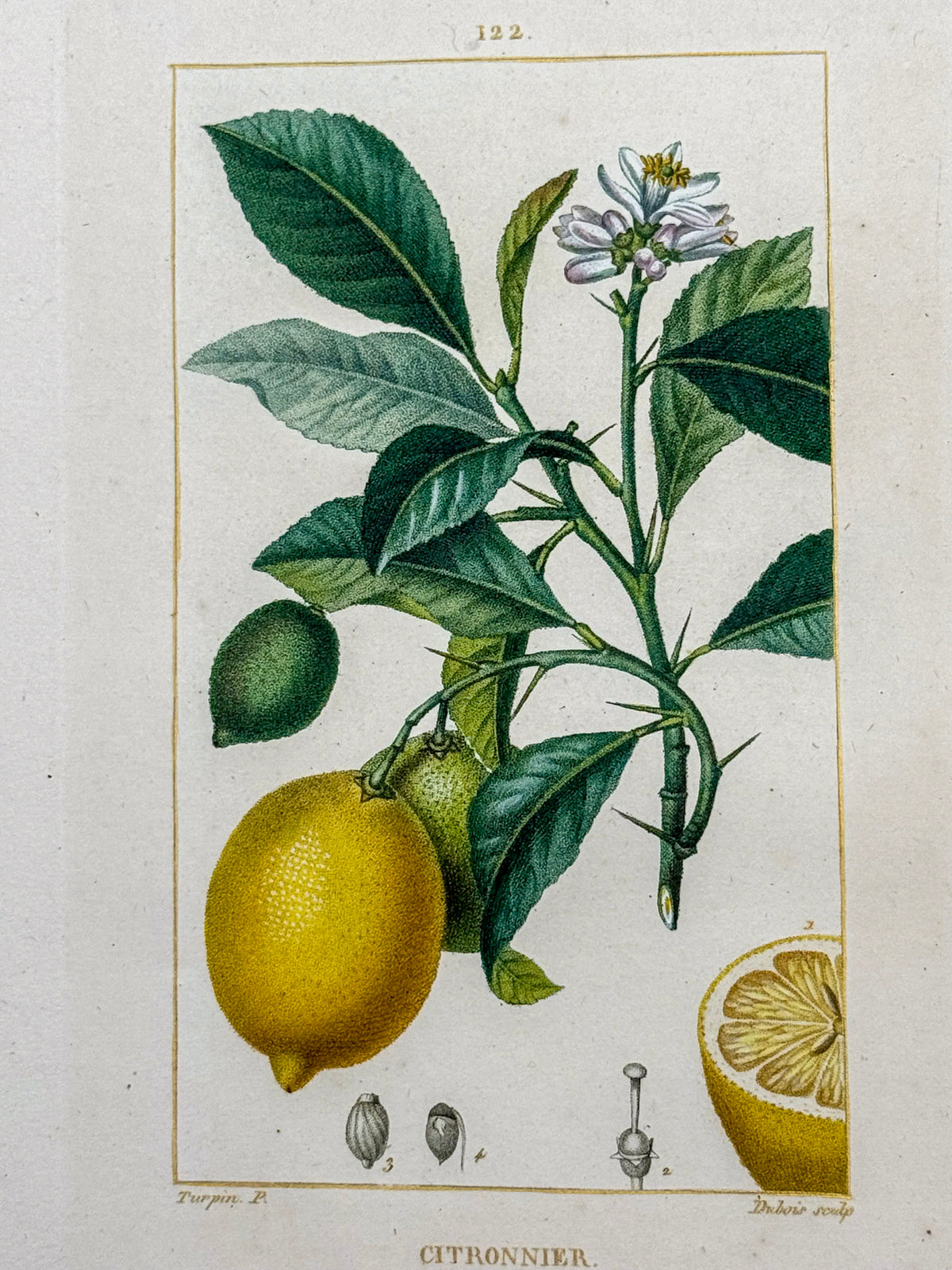 Flore médicale