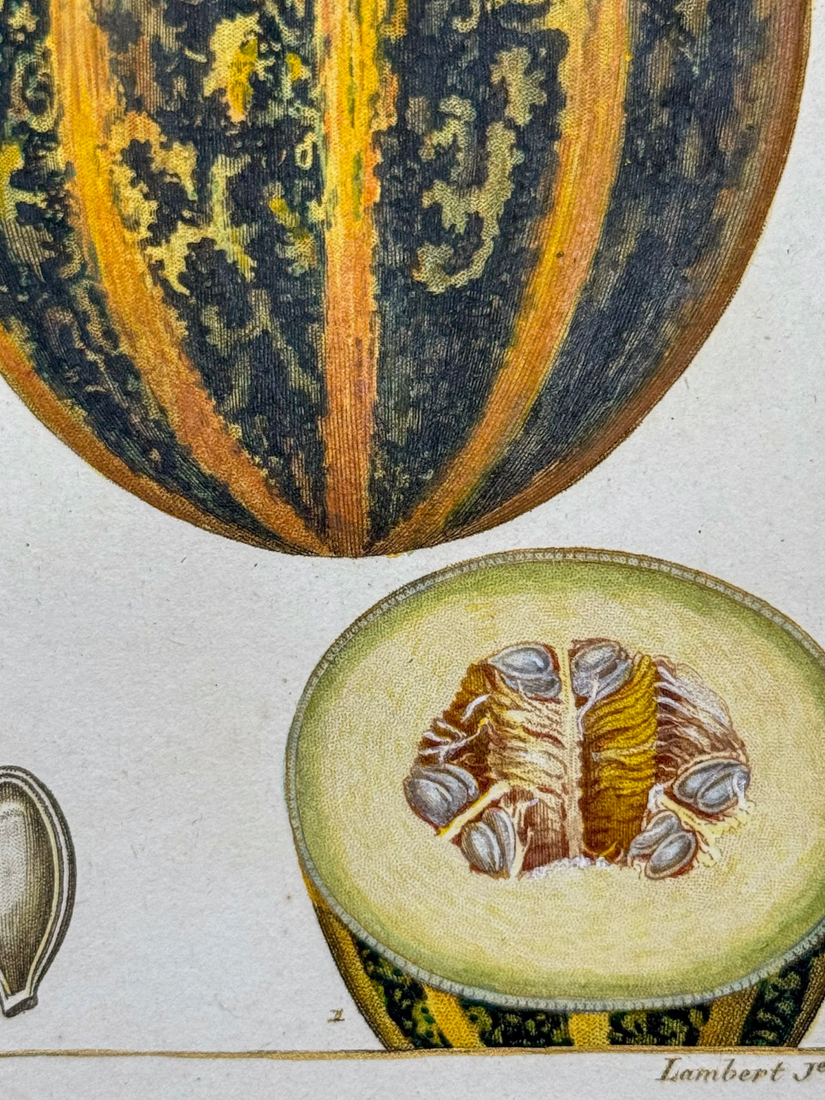 Flore médicale