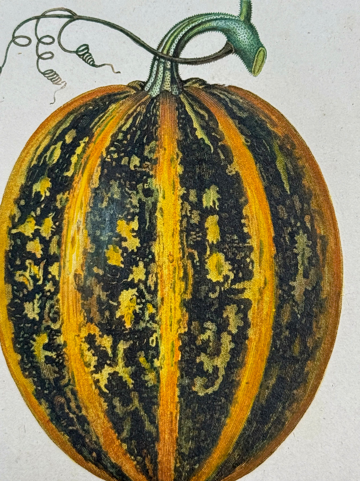 Flore médicale
