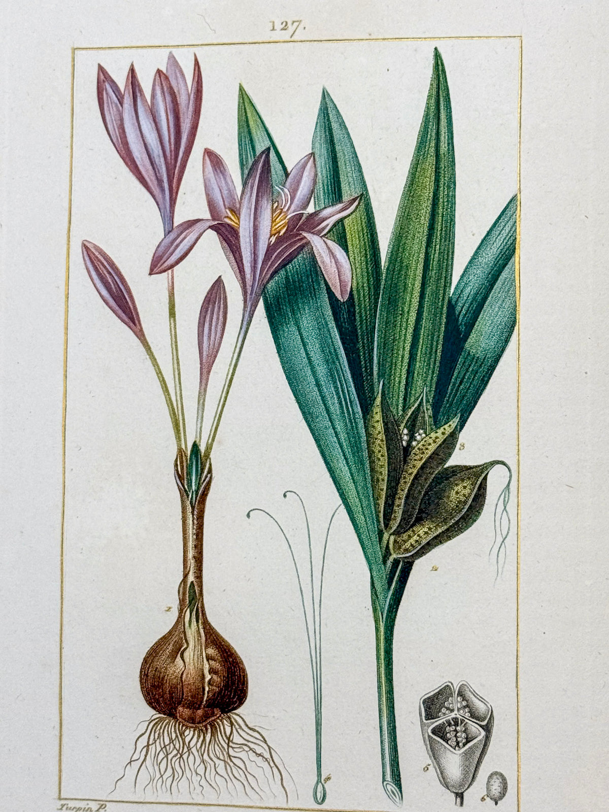Flore médicale