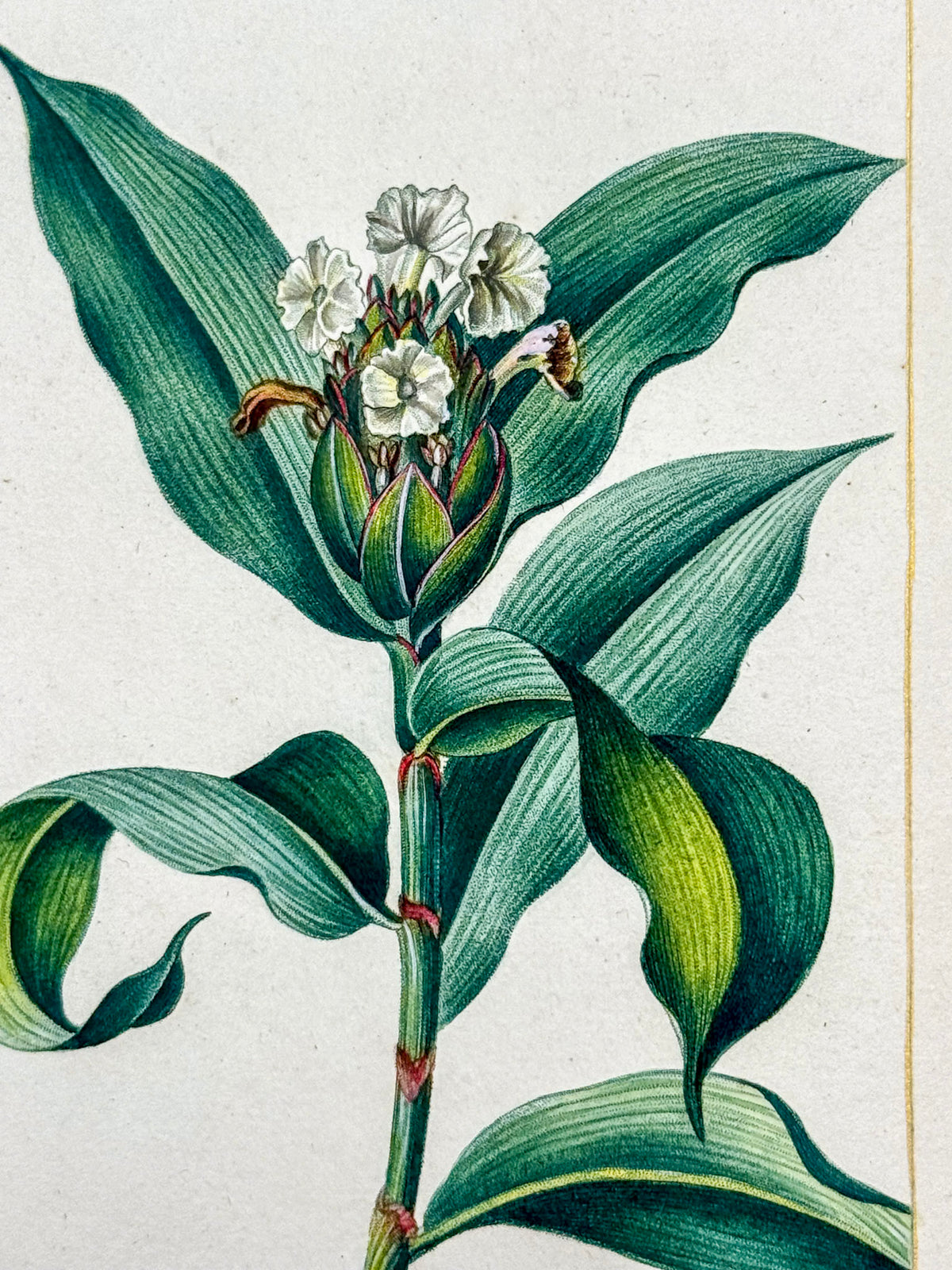 Flore médicale
