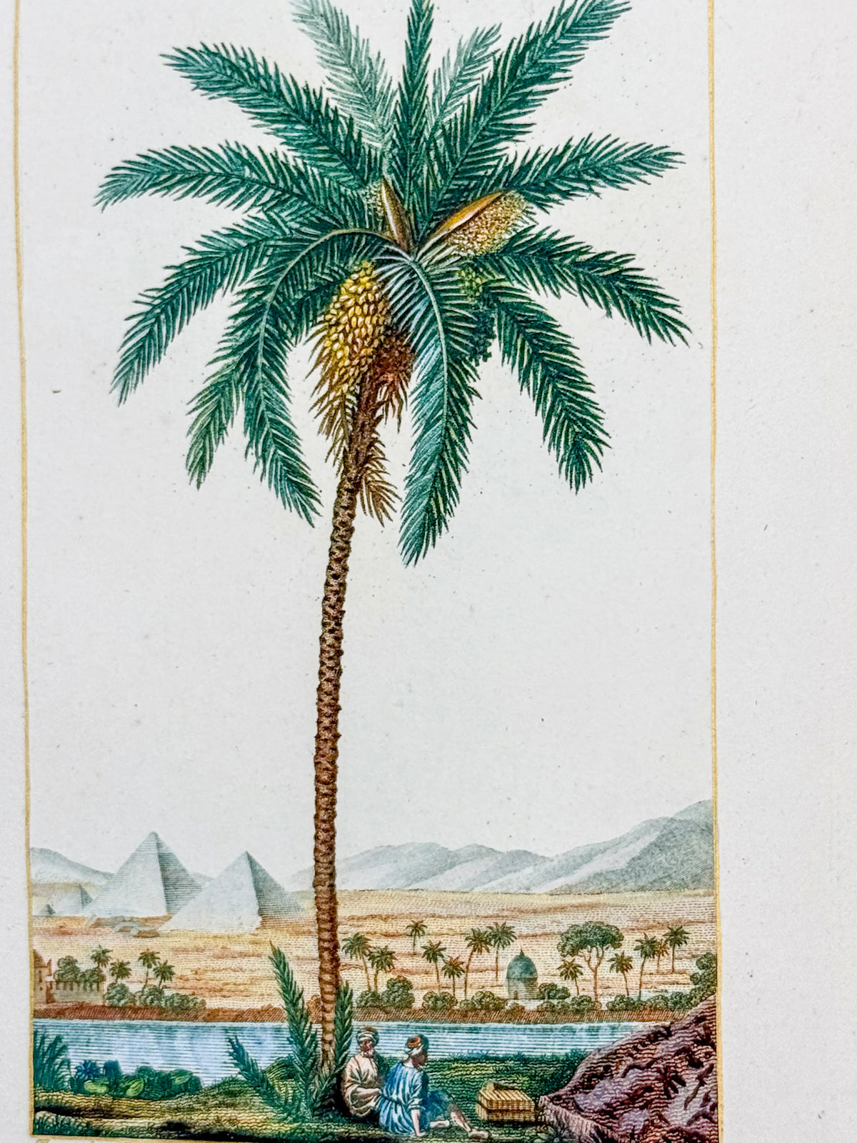 Flore médicale