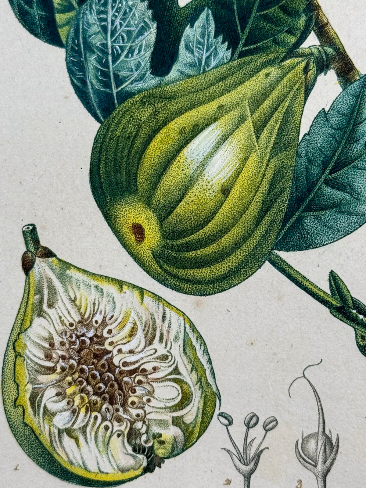 Flore médicale