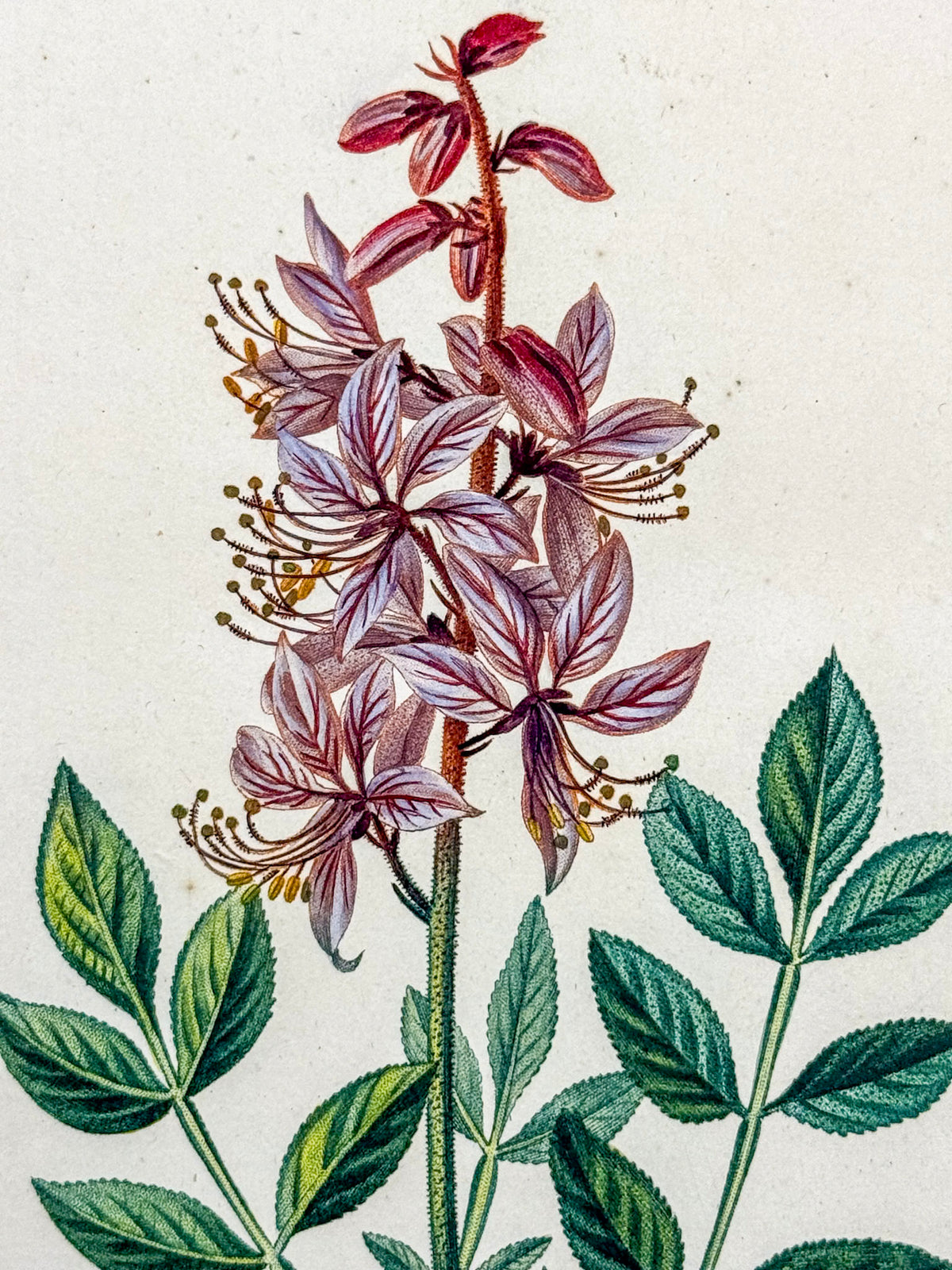 Flore médicale