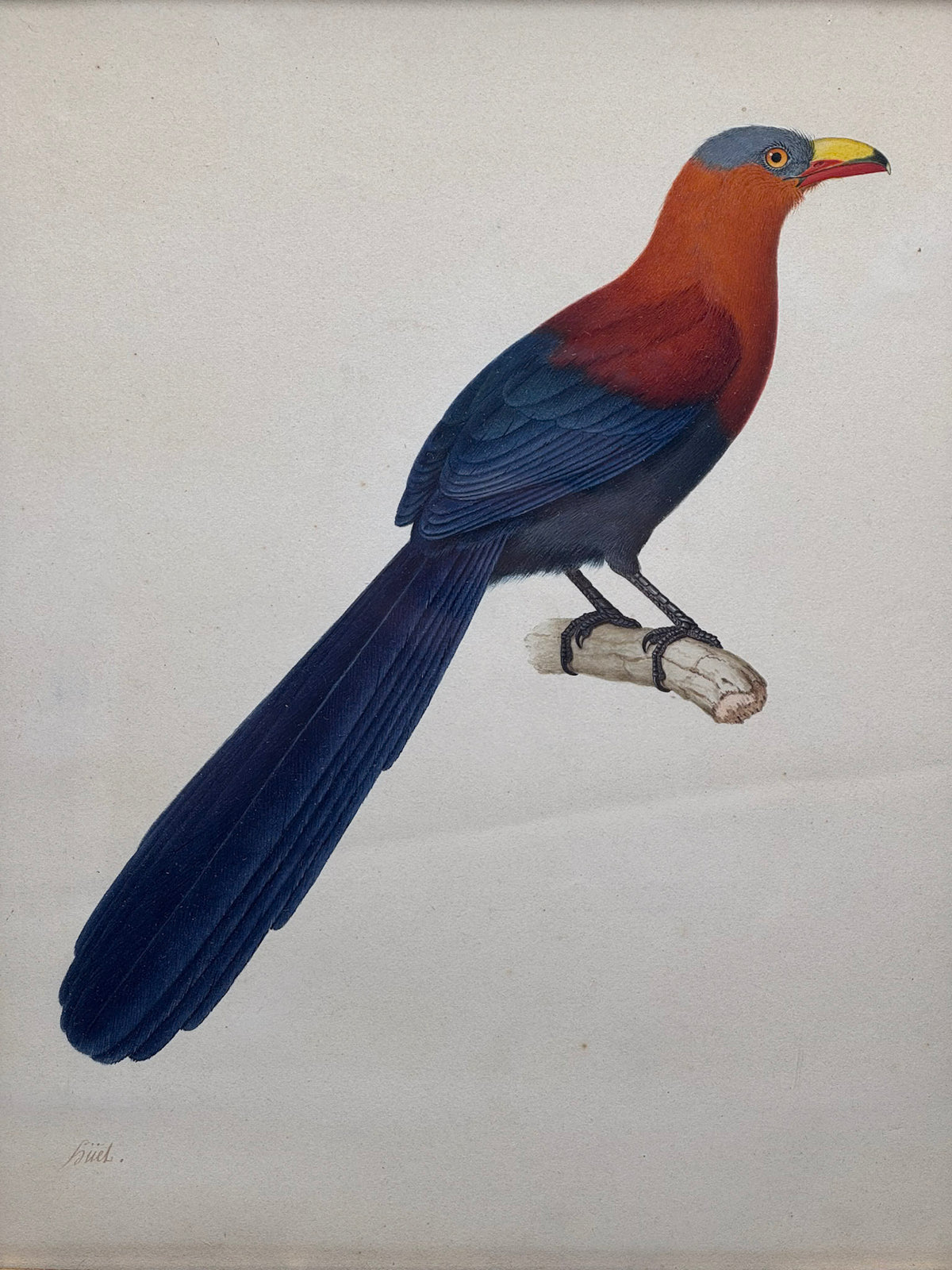 Phoenicophaeus calyorhynchus (Malcoha à bec peint)