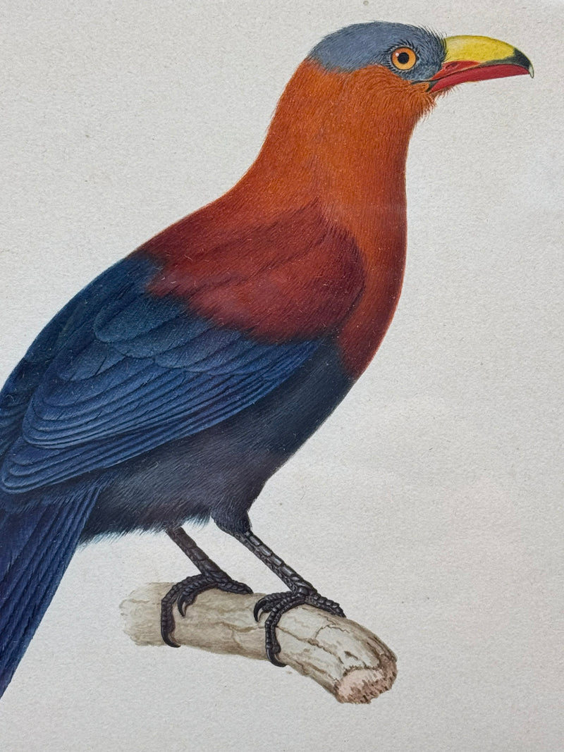 Phoenicophaeus calyorhynchus (Malcoha à bec peint)