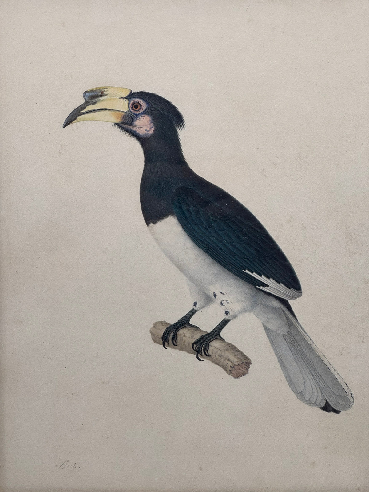 Anthracoceros albirostris (Calao pie)