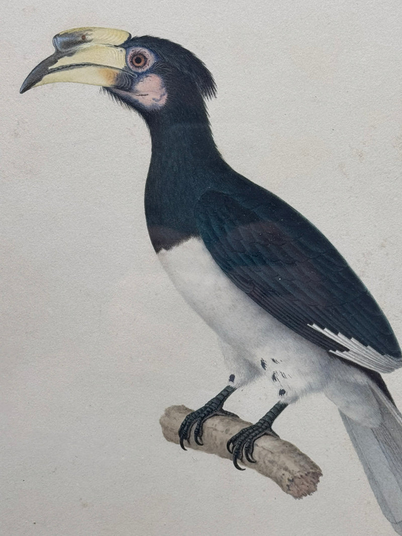 Anthracoceros albirostris (Calao pie)