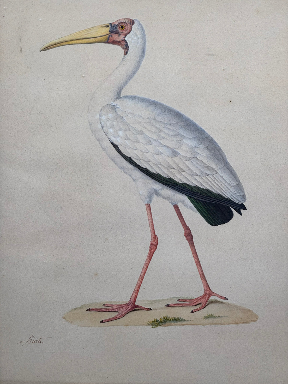 Tantalus lacteus (Tantale lacté)
