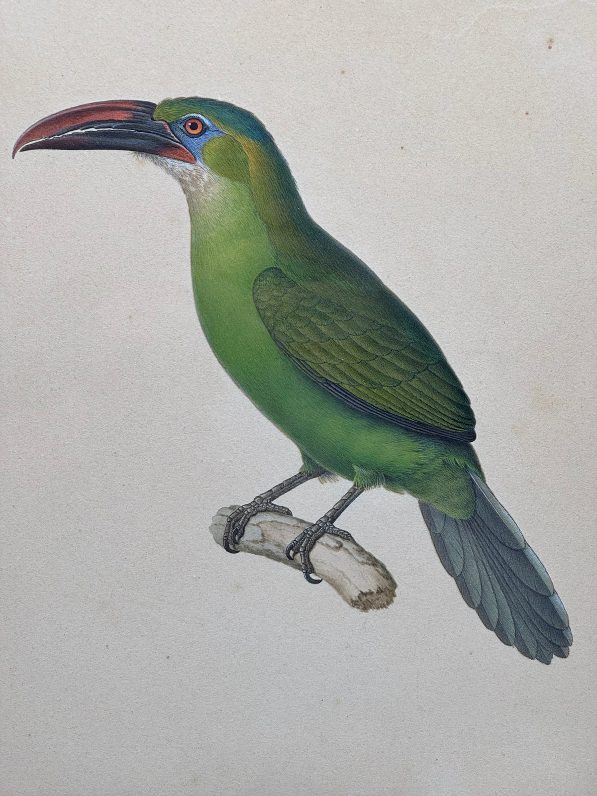 Pteroglossus sulcatus (Aracari sillonné)