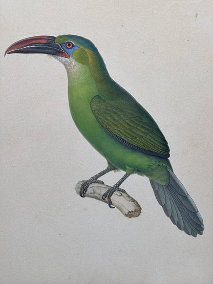 Pteroglossus sulcatus (Aracari sillonné)
