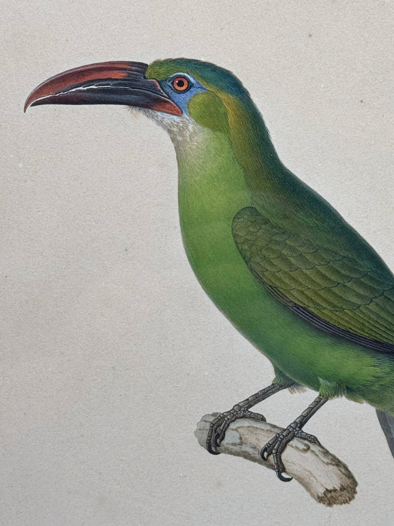 Pteroglossus sulcatus (Aracari sillonné)