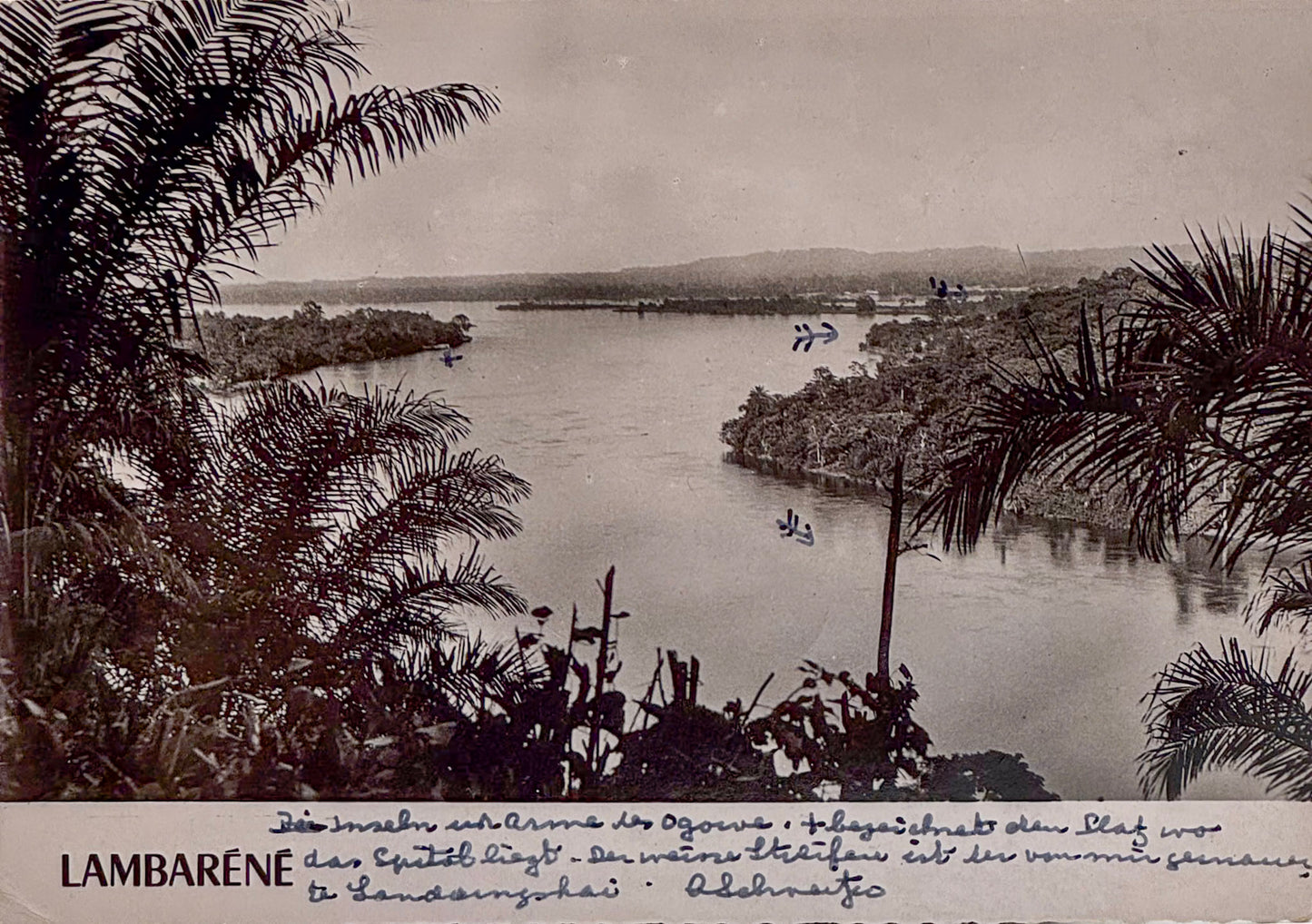 Autograph picture postcard signed, Albert Schweitzer to Denis Ewald