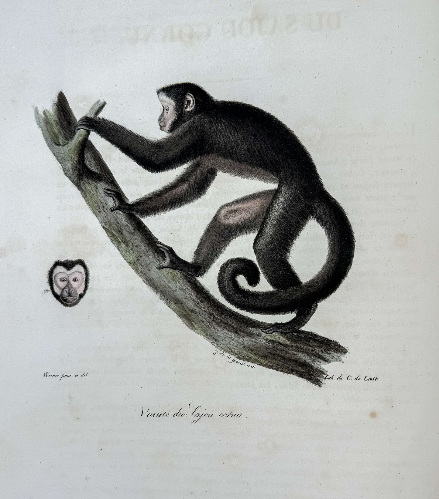 Histoire naturelle des mammifères, avec des figures originales enluminées, dessinées après des animaux vivants.