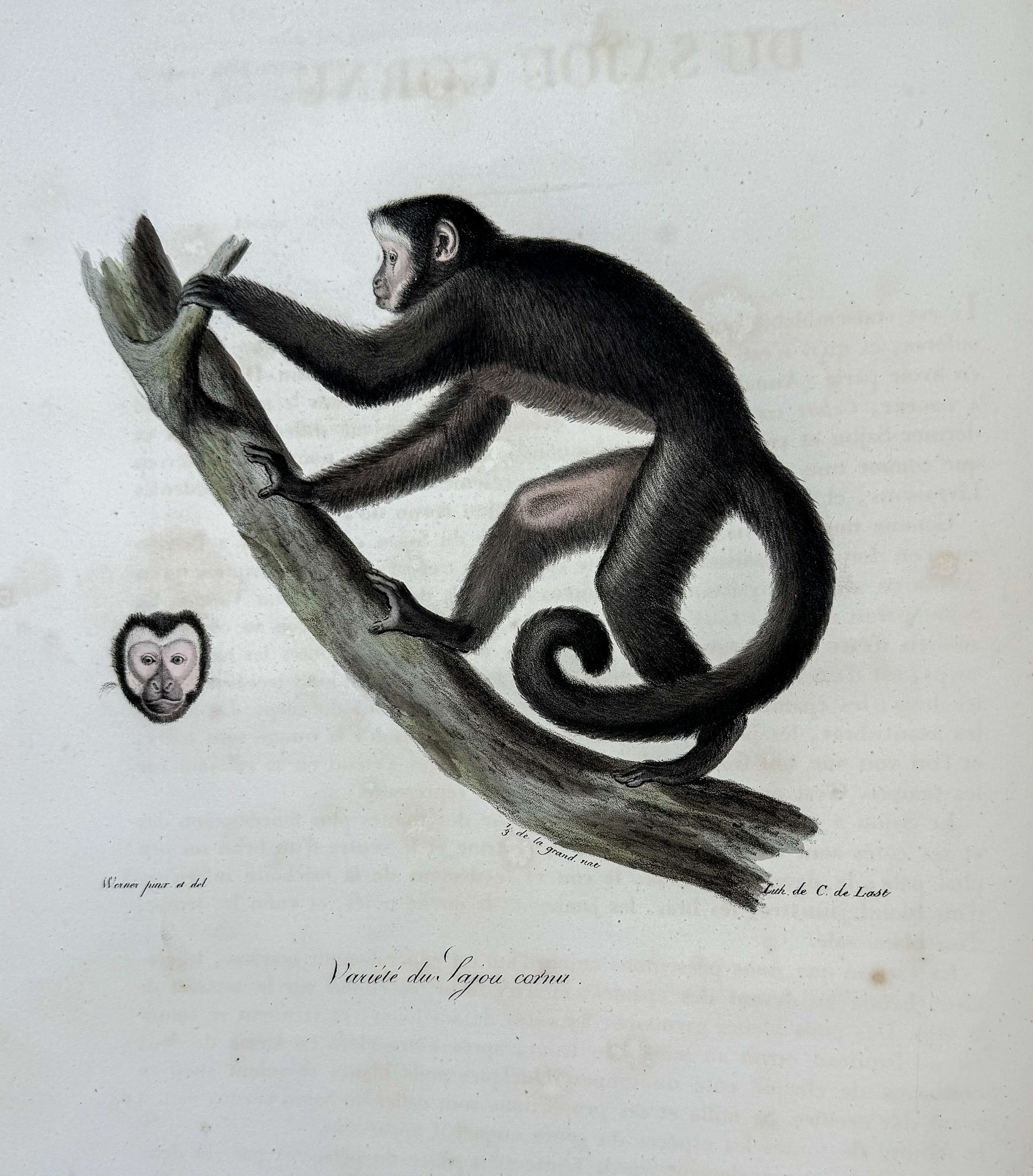 Histoire naturelle des mammifères, avec des figures originales enluminées, dessinées après des animaux vivants.