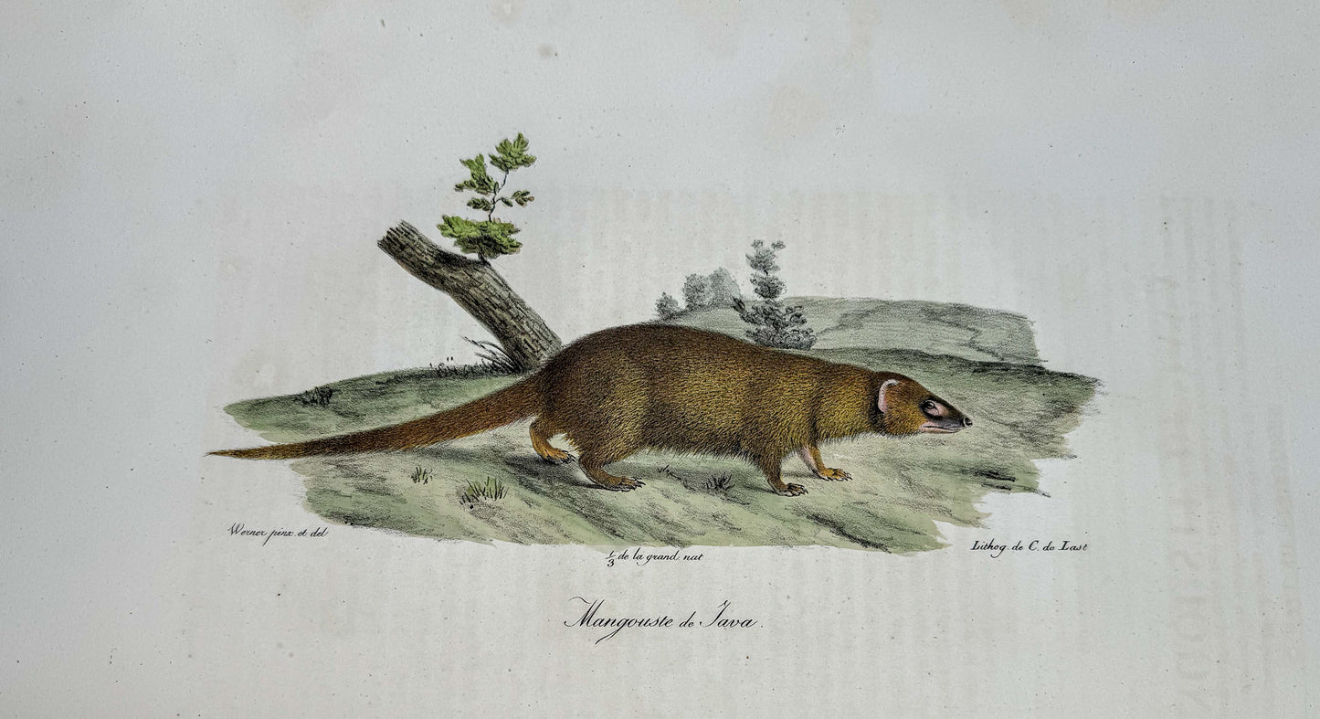 Histoire naturelle des mammifères, avec des figures originales enluminées, dessinées après des animaux vivants.