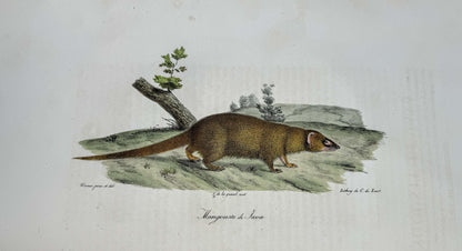 Histoire naturelle des mammifères, avec des figures originales enluminées, dessinées après des animaux vivants.