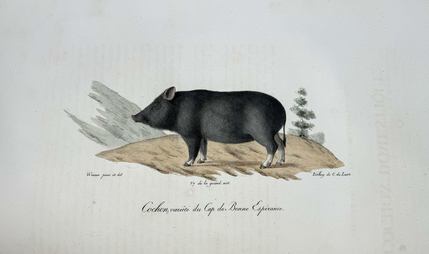 Histoire naturelle des mammifères, avec des figures originales enluminées, dessinées après des animaux vivants.