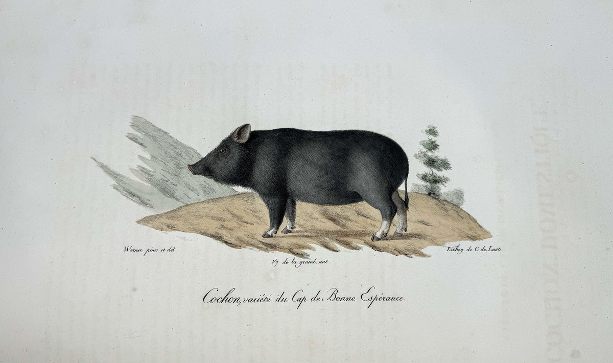 Histoire naturelle des mammifères, avec des figures originales enluminées, dessinées après des animaux vivants.