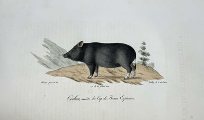 Histoire naturelle des mammifères, avec des figures originales enluminées, dessinées après des animaux vivants.
