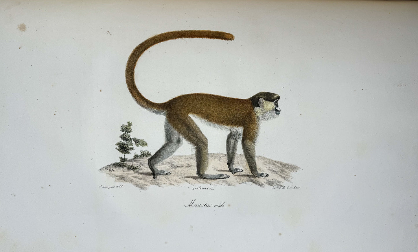 Histoire naturelle des mammifères, avec des figures originales enluminées, dessinées après des animaux vivants.