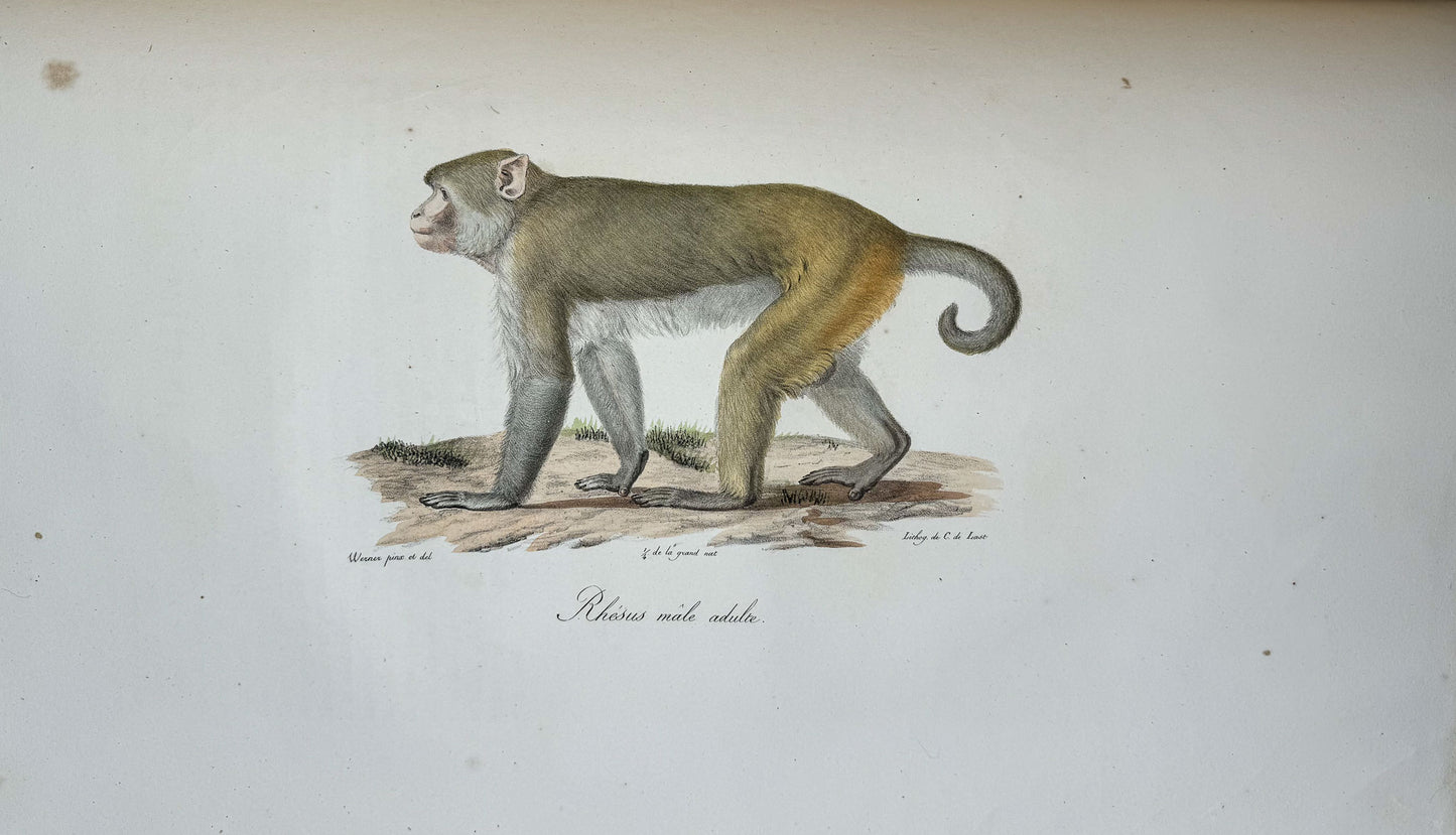 Histoire naturelle des mammifères, avec des figures originales enluminées, dessinées après des animaux vivants.