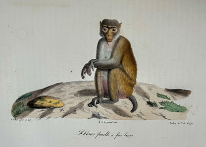 Histoire naturelle des mammifères, avec des figures originales enluminées, dessinées après des animaux vivants.