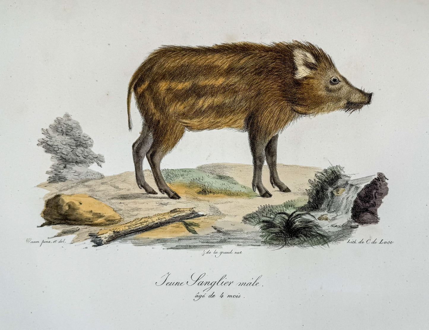 Histoire naturelle des mammifères, avec des figures originales enluminées, dessinées après des animaux vivants.