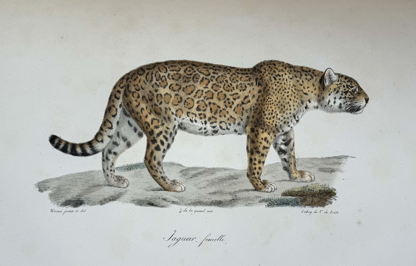 Histoire naturelle des mammifères, avec des figures originales enluminées, dessinées après des animaux vivants.
