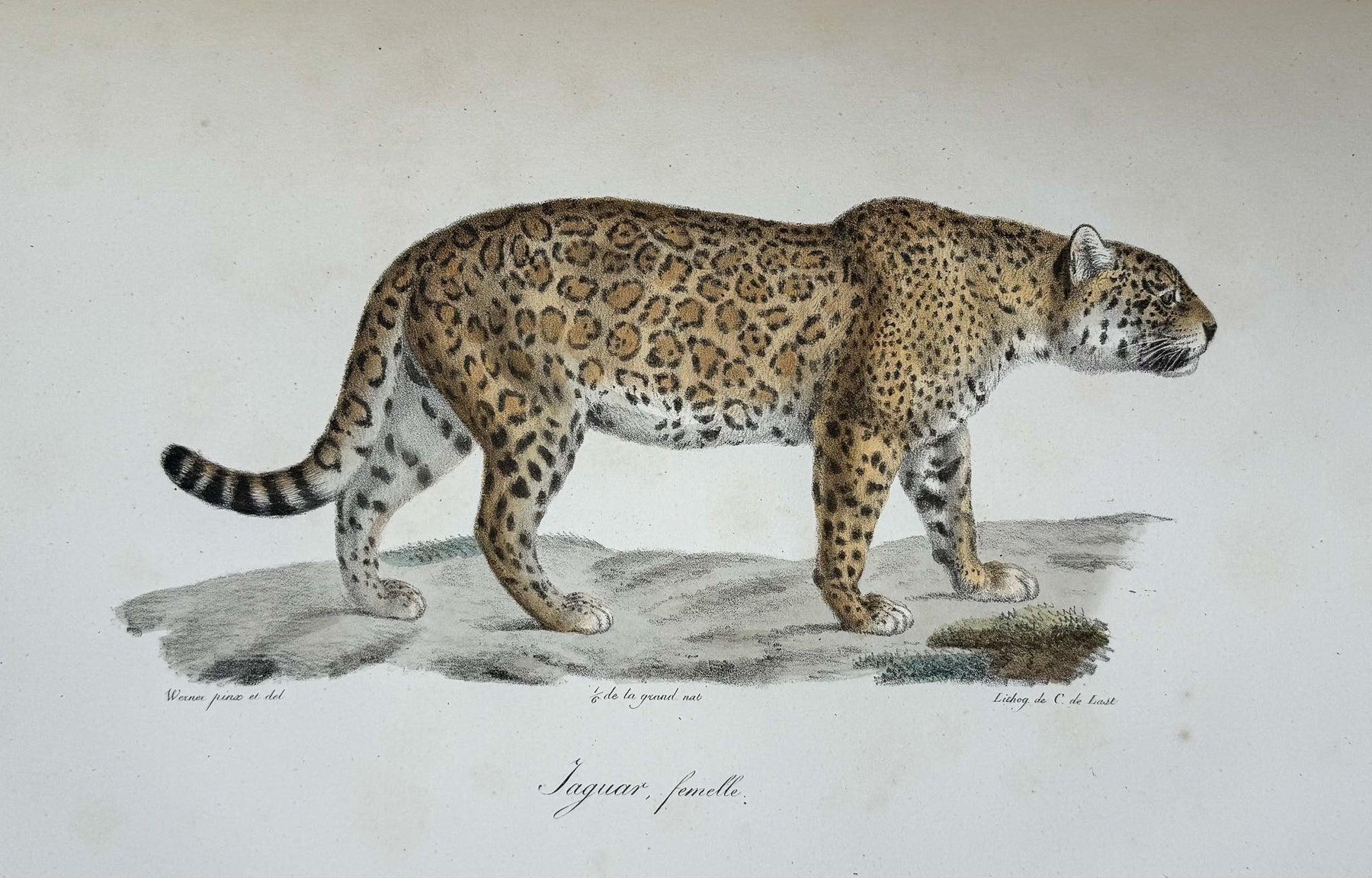 Histoire naturelle des mammifères, avec des figures originales enluminées, dessinées après des animaux vivants.