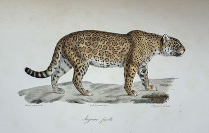 Histoire naturelle des mammifères, avec des figures originales enluminées, dessinées après des animaux vivants.