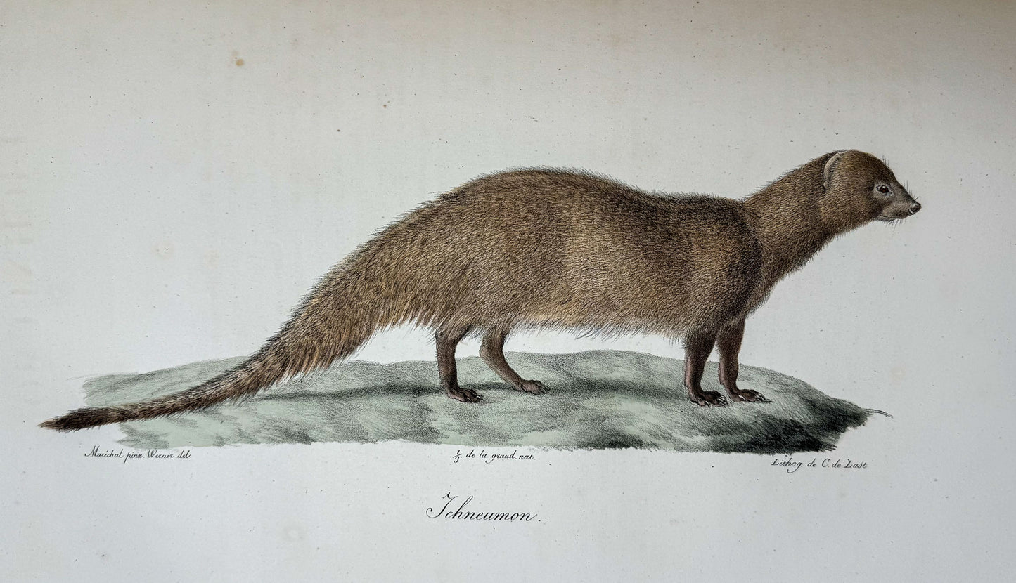 Histoire naturelle des mammifères, avec des figures originales enluminées, dessinées après des animaux vivants.