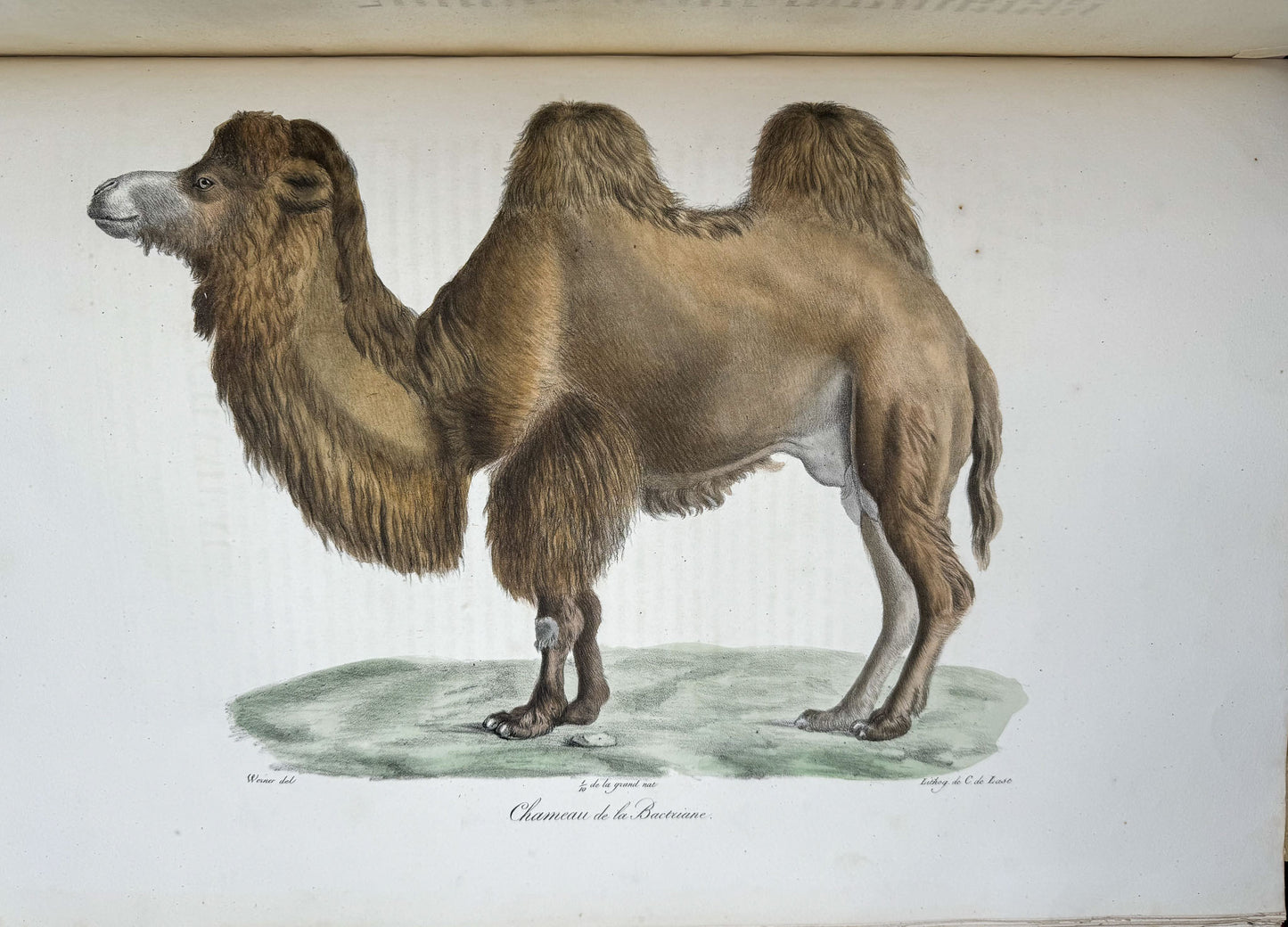 Histoire naturelle des mammifères, avec des figures originales enluminées, dessinées après des animaux vivants.