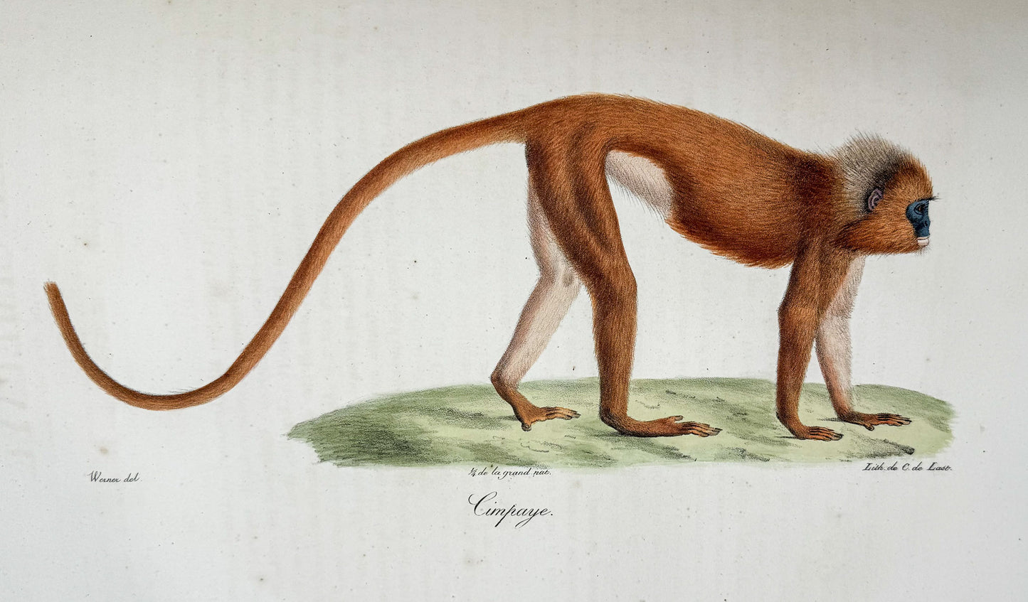 Histoire naturelle des mammifères, avec des figures originales enluminées, dessinées après des animaux vivants.