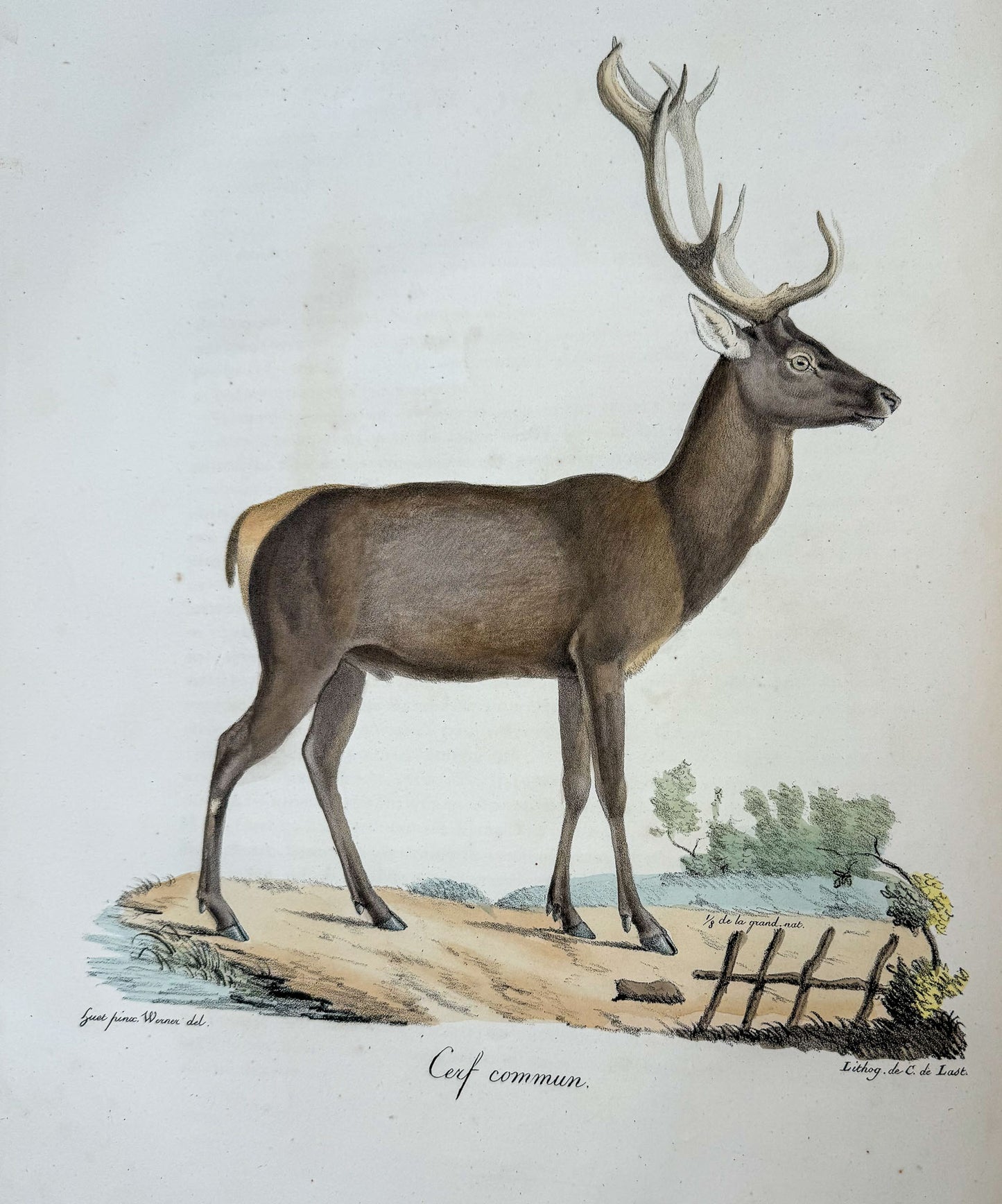 Histoire naturelle des mammifères, avec des figures originales enluminées, dessinées après des animaux vivants.
