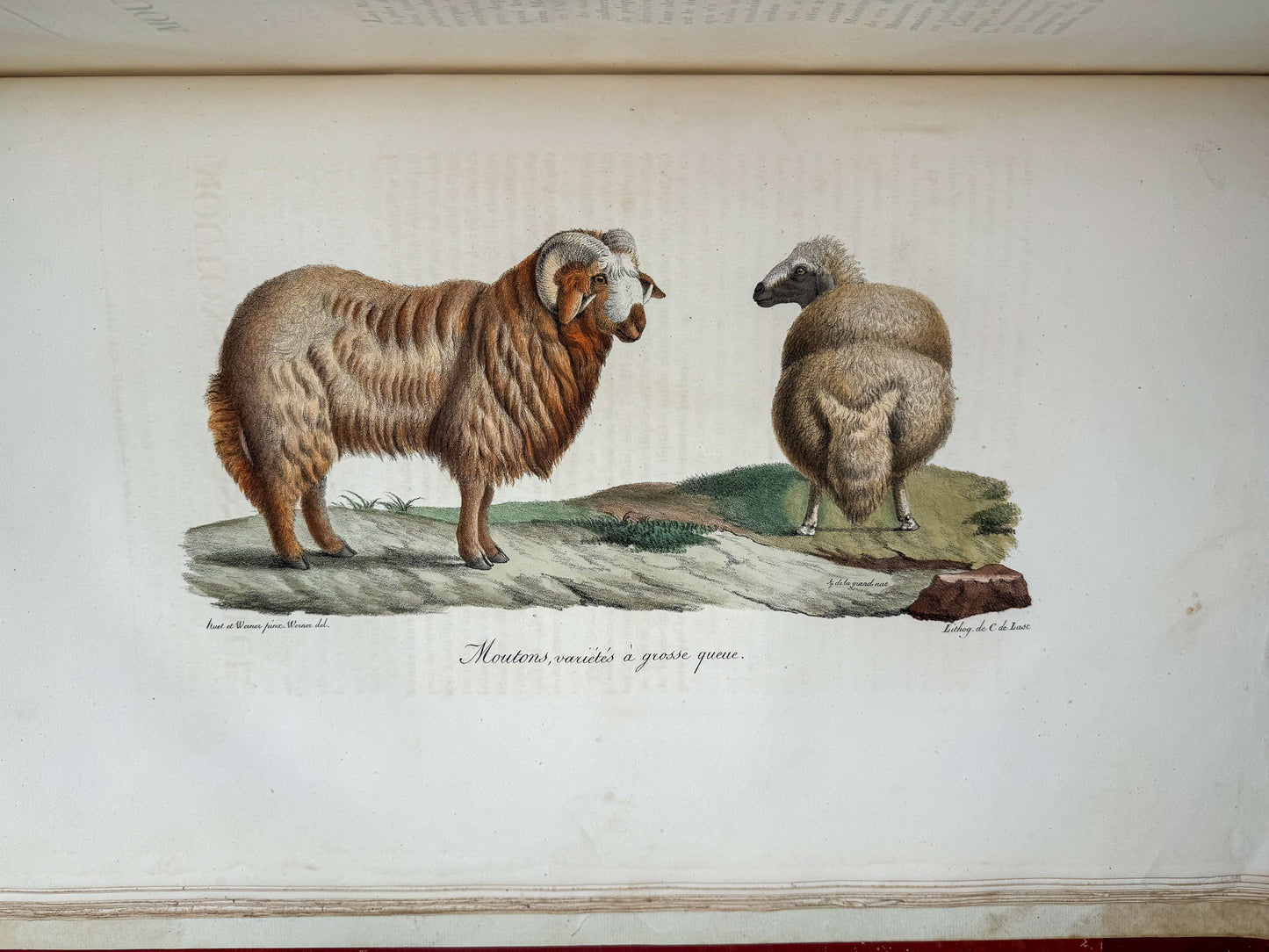 Histoire naturelle des mammifères, avec des figures originales enluminées, dessinées après des animaux vivants.