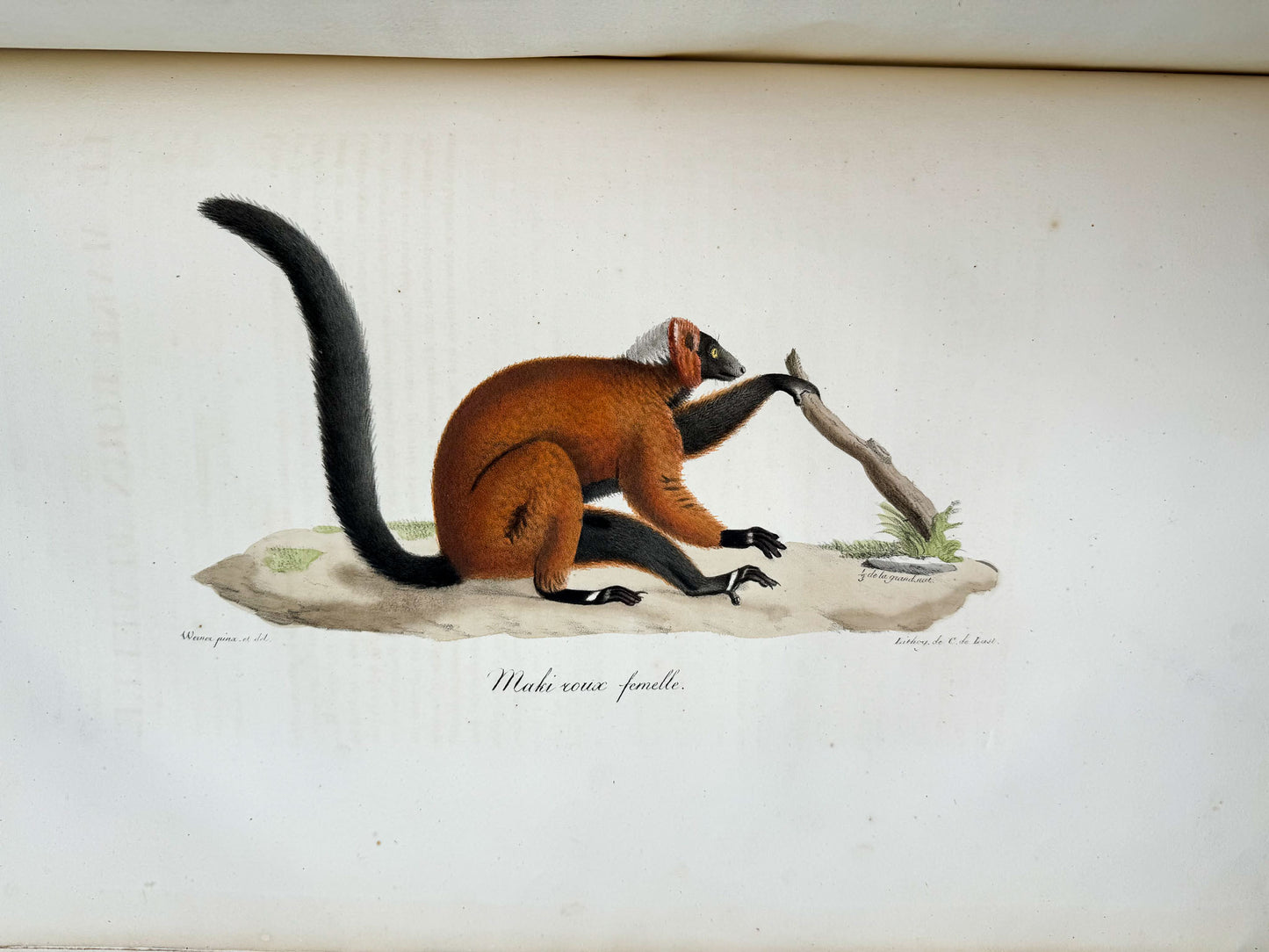 Histoire naturelle des mammifères, avec des figures originales enluminées, dessinées après des animaux vivants.