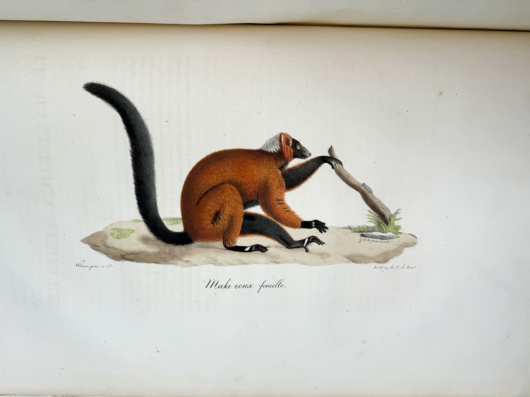 Histoire naturelle des mammifères, avec des figures originales enluminées, dessinées après des animaux vivants.